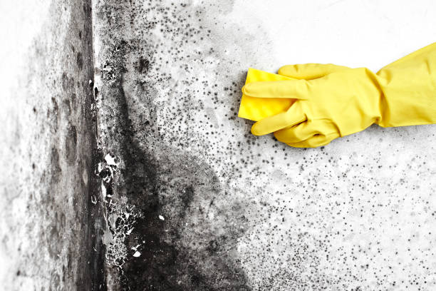 Biohazard Mold Removal in Ahoskie, NC